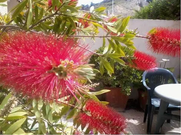 Le Pavoncelle Cagliari